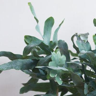 Phlebodium Aureum - Plant Care Guide