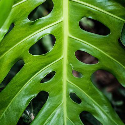 Monstera Adansonii - Plant Care Guide