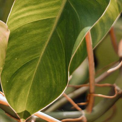 Philodendron Erubescens - Plant Care Guide