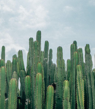 Mexican Fence Post Cactus - Care Guide