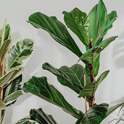 Ficus Lyrata - Plant Care Guide