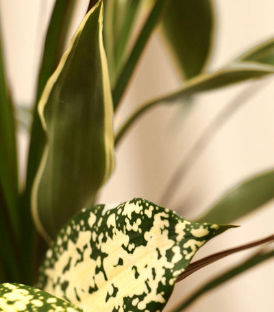 Dracaena Collection - Plant Care Guide
