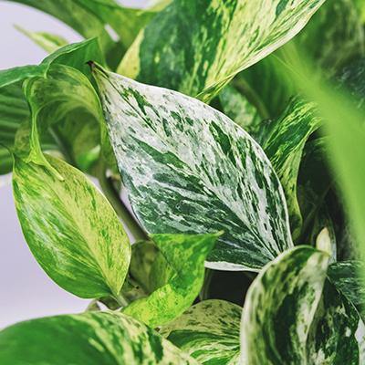 Devil's Ivy Epipremnum Aureum - Plant Care Guide
