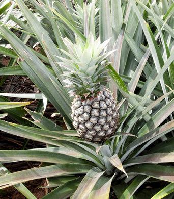 Bromeliad Pineapple - Plant Care Guide