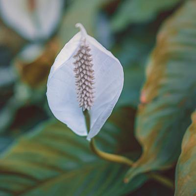 Spathiphyllum Wallisii - Plant Care Guide