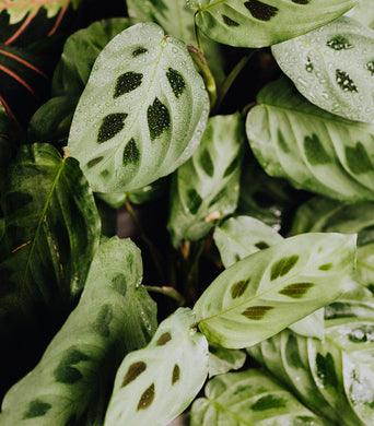 Calathea - Plant Care Guide