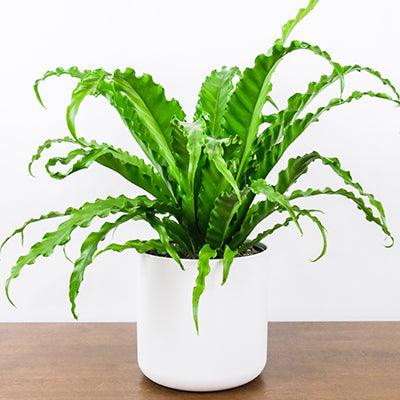 Asplenium Nidus - Plant Care Guide