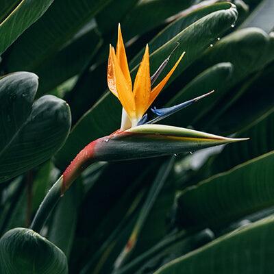 Bird of Paradise - Plant Care Guide