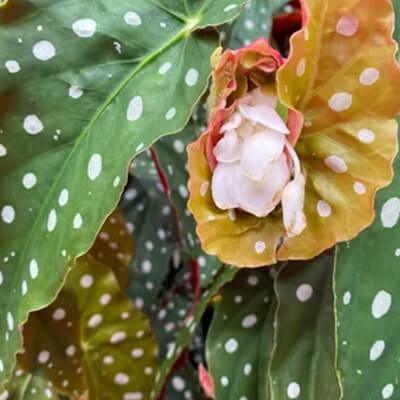 Angel Wing Begonia - Plant Care Guide