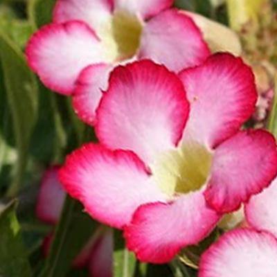 Desert Rose Plant Care Guide (Adenium Obesum) – Plantquility Houseplants