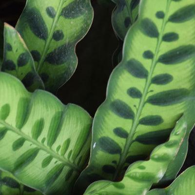 Rattlesnake Plant - Plant Care Guide