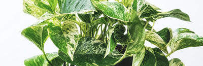Pothos vs Philodendron: Differences and Similarities