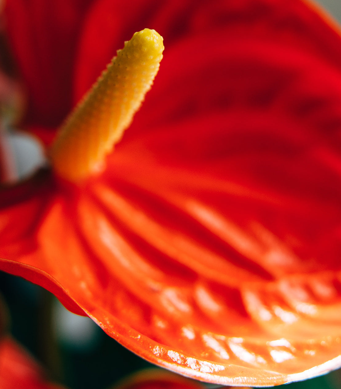 Flamingo Lily Plant Care Guide (Anthurium)  Plantquility Houseplants