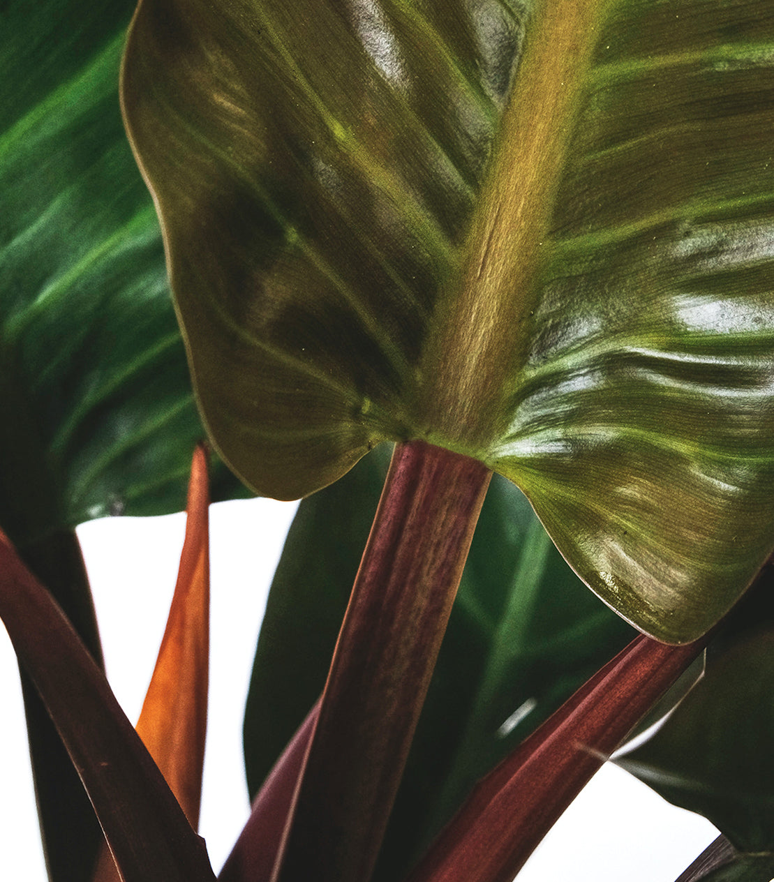 Philodendron Erubescens - Plant Care Guide  Plantquility Houseplants