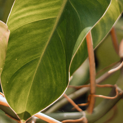 Philodendron Erubescens - Plant Care Guide  Plantquility Houseplants