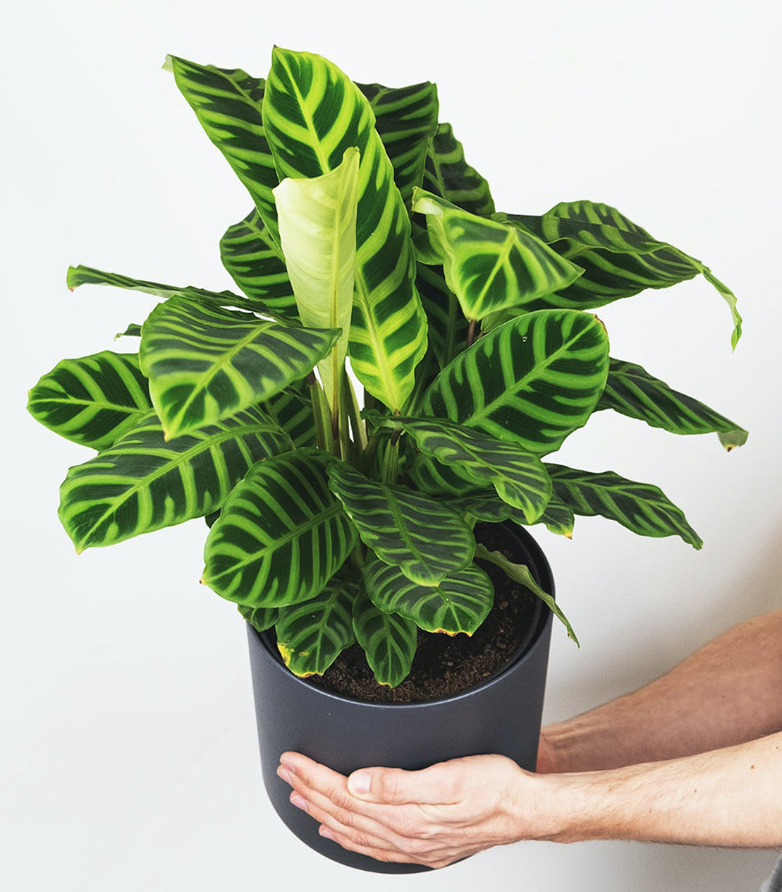 Zebra Plant Care Guide (Calathea Zebrina)  Plantquility Houseplants
