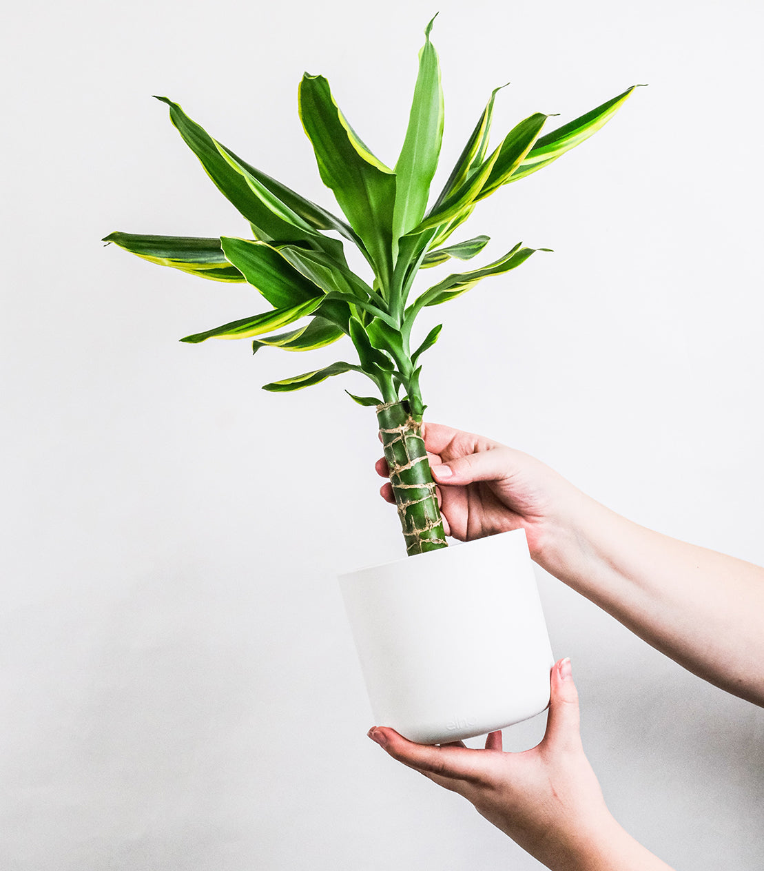 Corn Plant Care Guide (Lemon Light - Dracaena Fragrans)  Plantquility  Houseplants