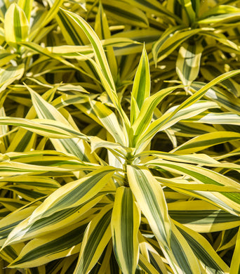 Dracaena Lemon Lime - Plant Care Guide  Plantquility Houseplants