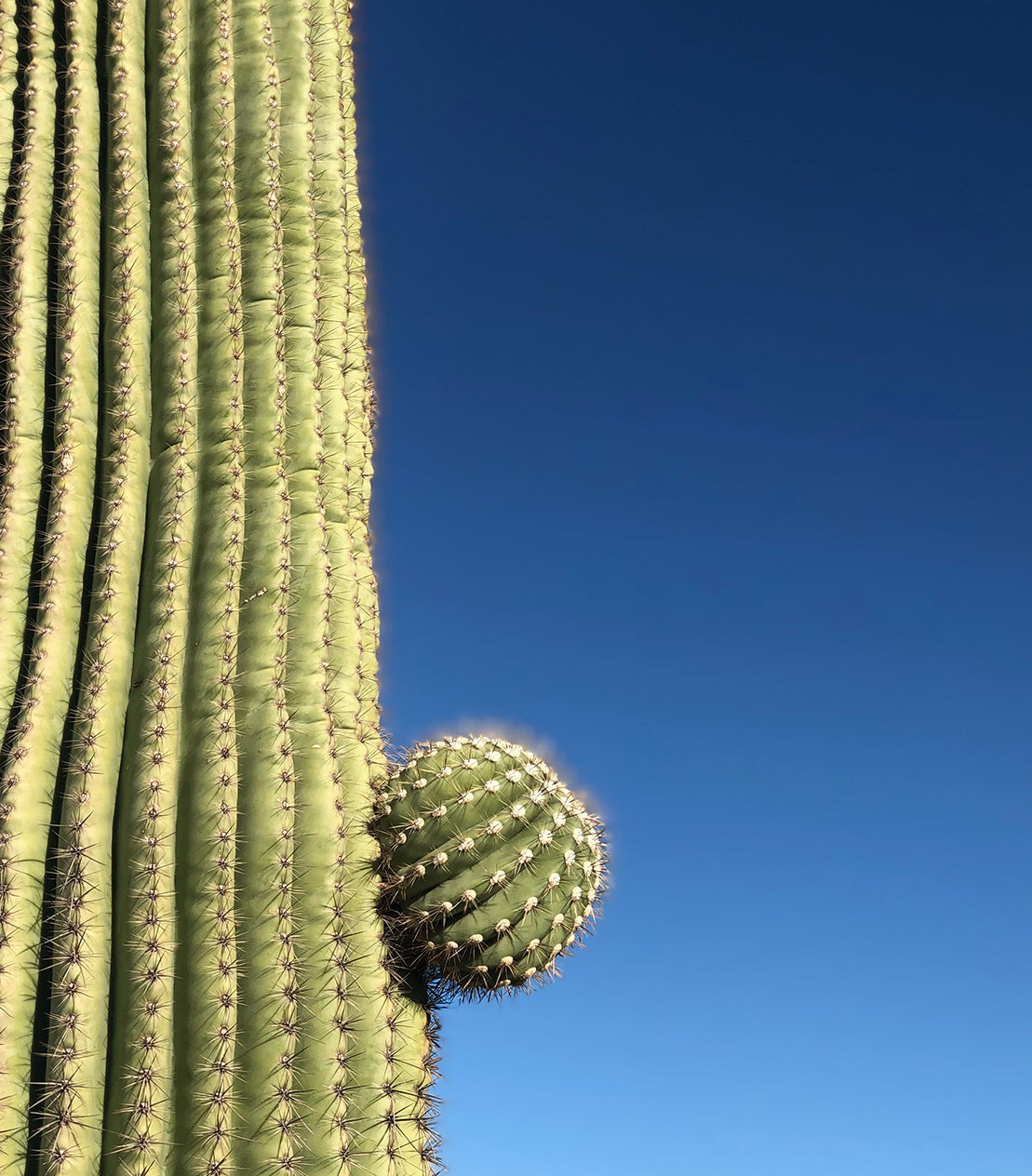 Hairbrush Cactus Plant Care Guide (Pachycereus Pecten Aboriginum)   Plantquility Houseplants