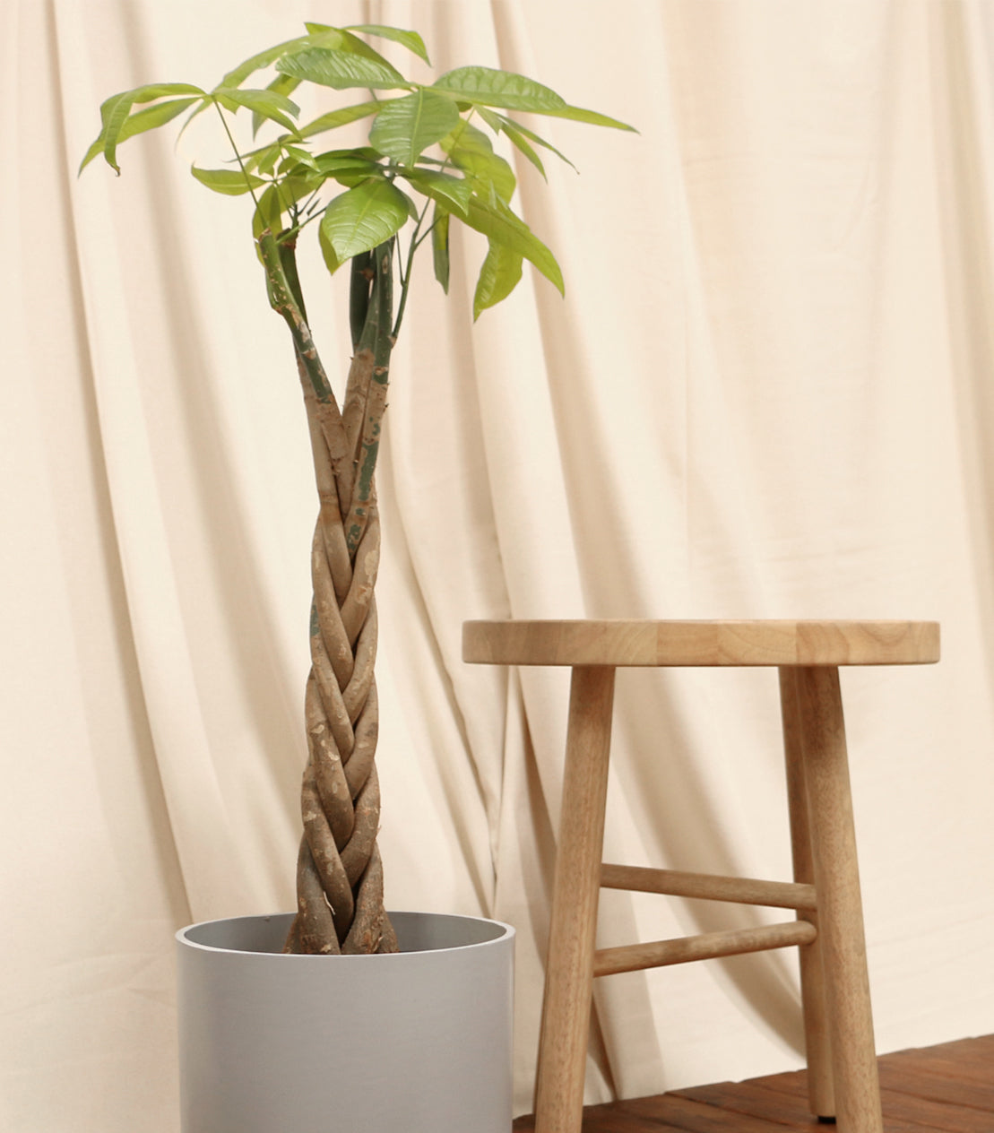 Money Tree Plant Care Guide (Pachira Aquatica)  Plantquility Houseplants
