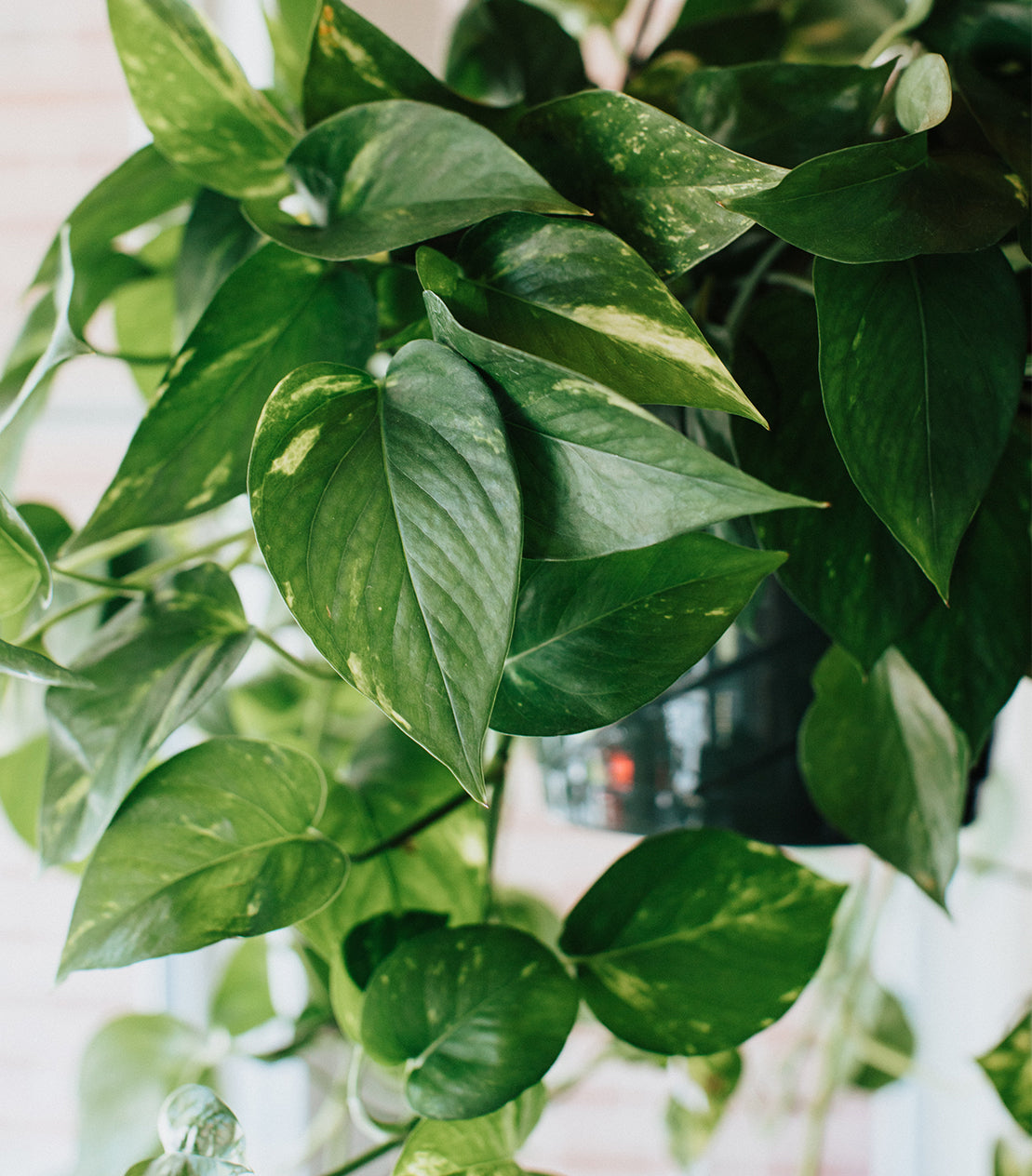 Devil's Ivy Plant Care Guide (Epipremnum Aureum)  Plantquility Houseplants