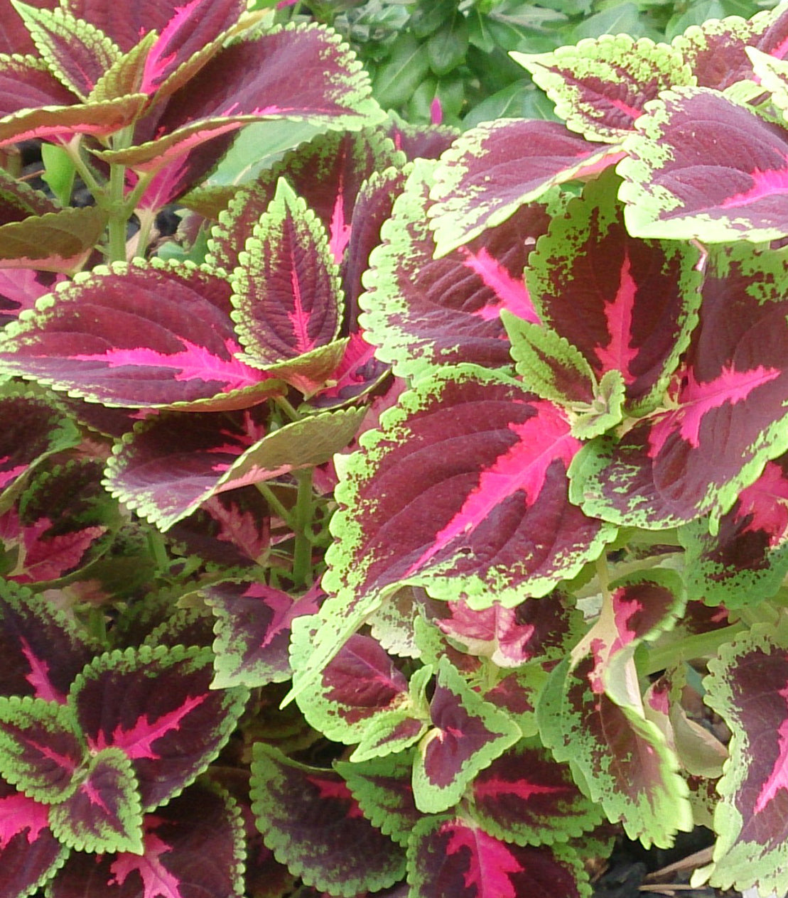 Light-Colored Coleus  Plantquility Houseplants