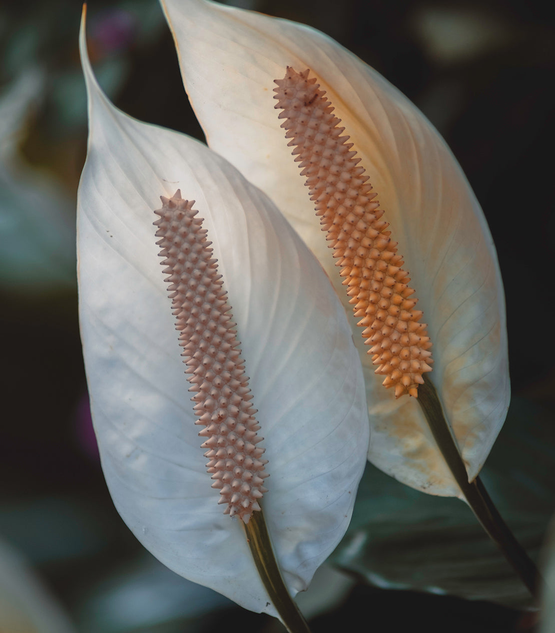 Peace Lily Plant Care Guide (Spathiphyllum Wallisii)  Plantquility  Houseplants