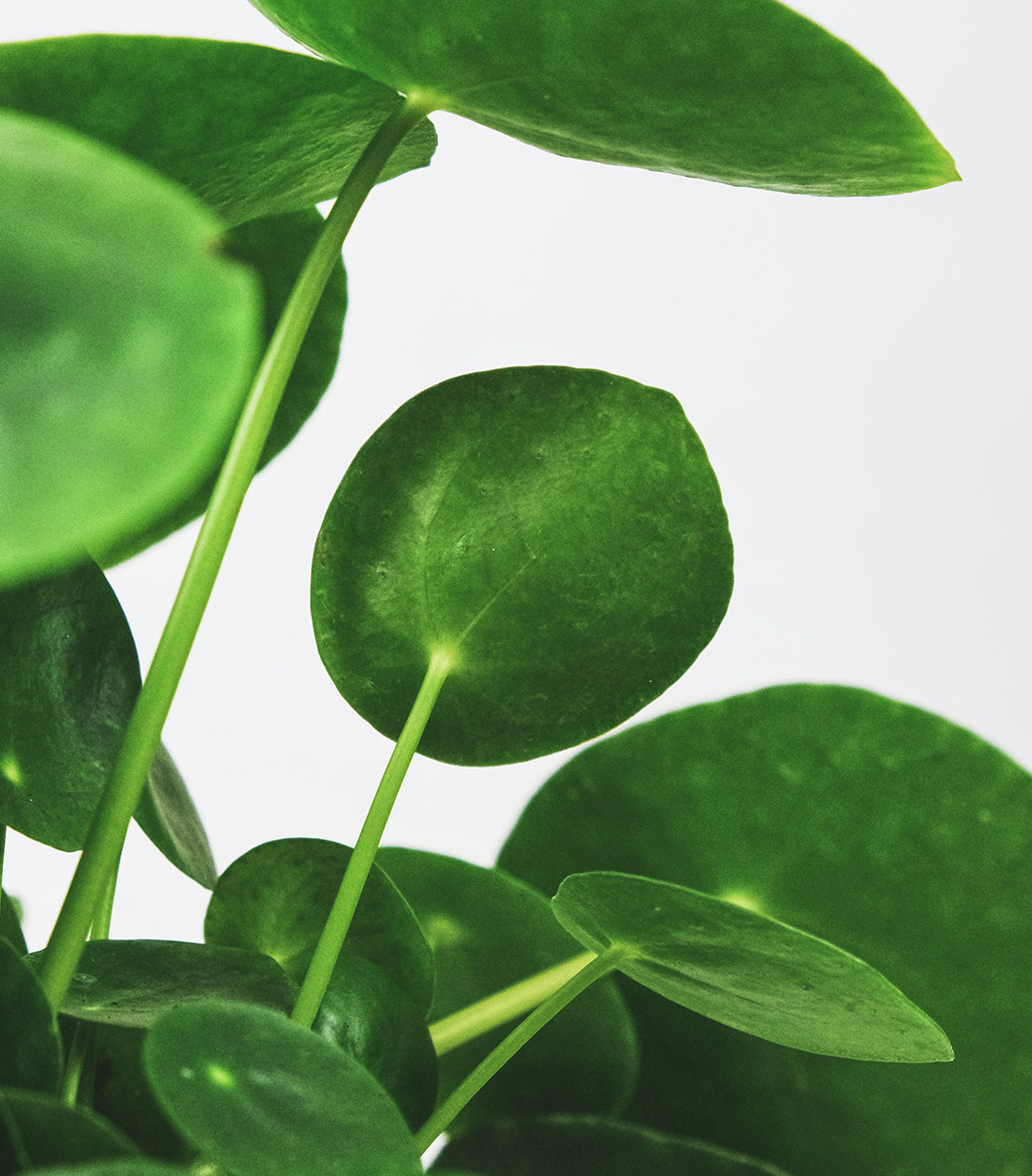 Chinese Money Plant Care Guide (Peperomia Pilea)  Plantquility Houseplants