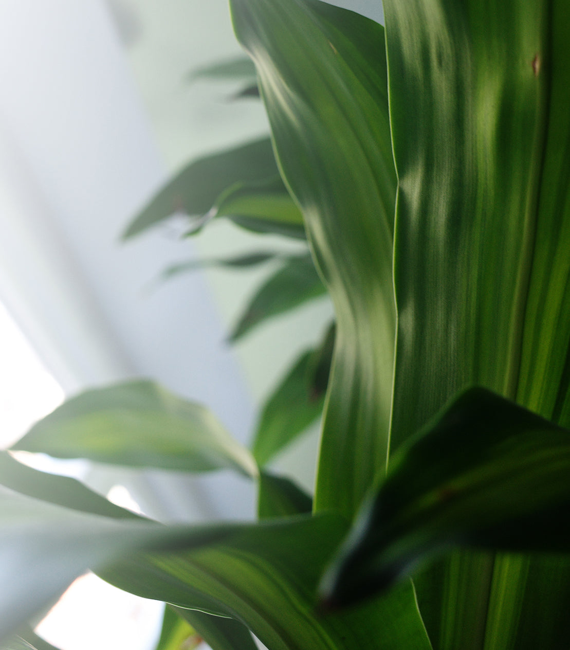 drachenbaum nach umtopfen gelbe blätter Tipps zur Pflege deiner Pflanze : Dracaena Marginata – PflanzenFuerAlle