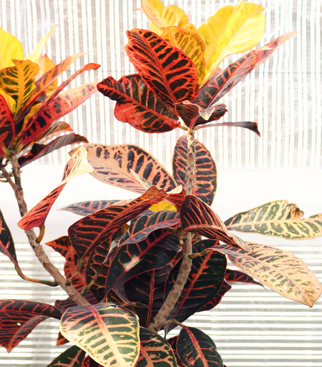 Croton Mammy - Plant Care Guide  Plantquility Houseplants