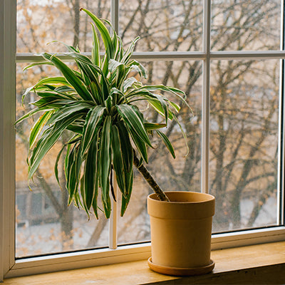 liquid indoor plant food Organic Indoor Houseplant Plant Food main image 0
