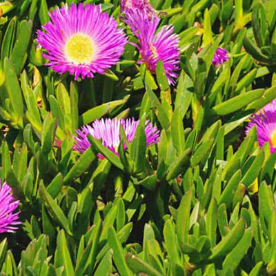 air plant big Large Tillandsia Air Plant Variety Pack main image 1