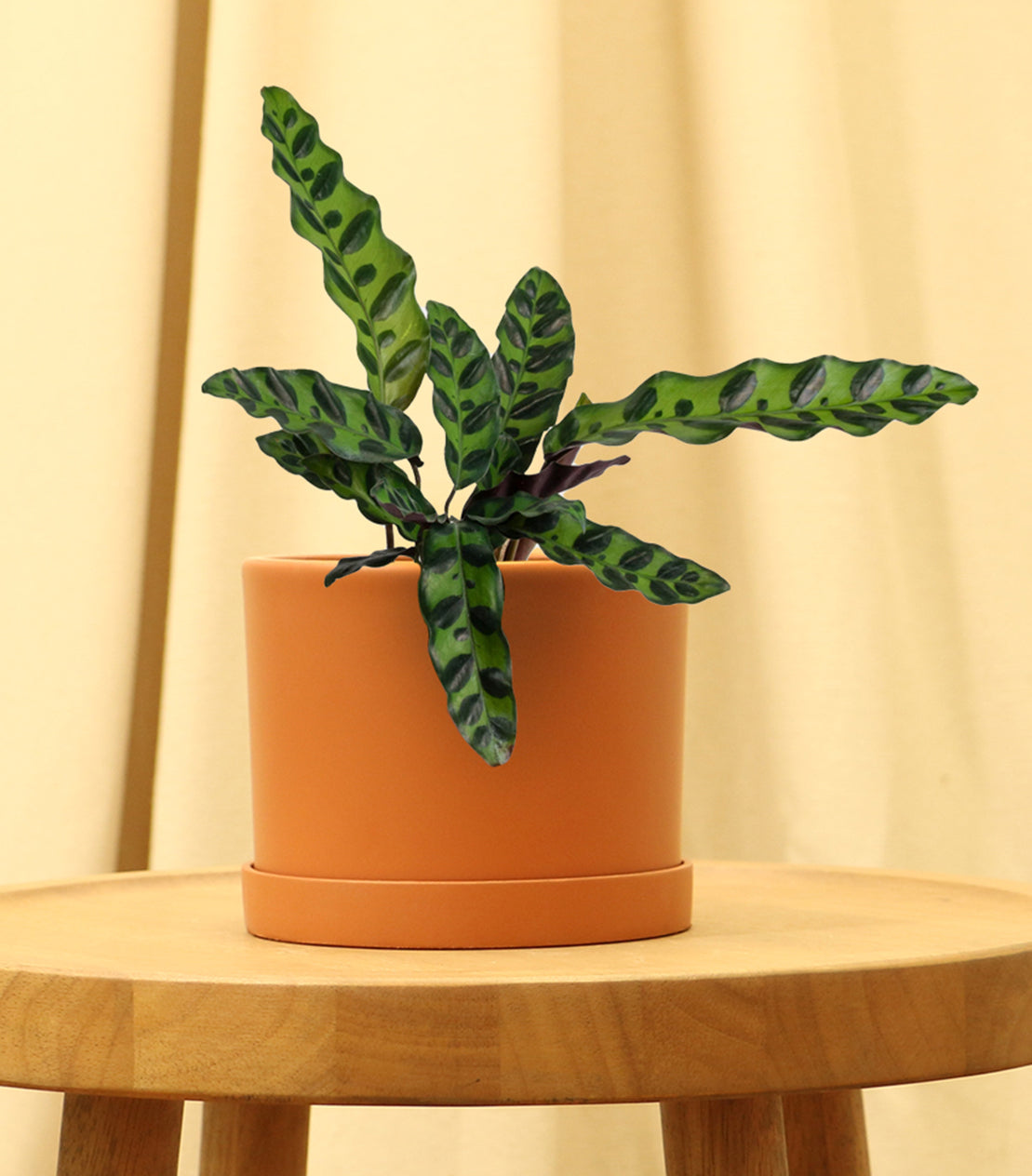 Rattlesnake Plant - Plant Care Guide  Plantquility Houseplants