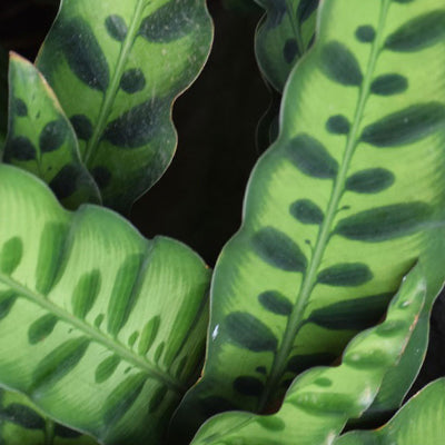 Rattlesnake Plant - Plant Care Guide  Plantquility Houseplants