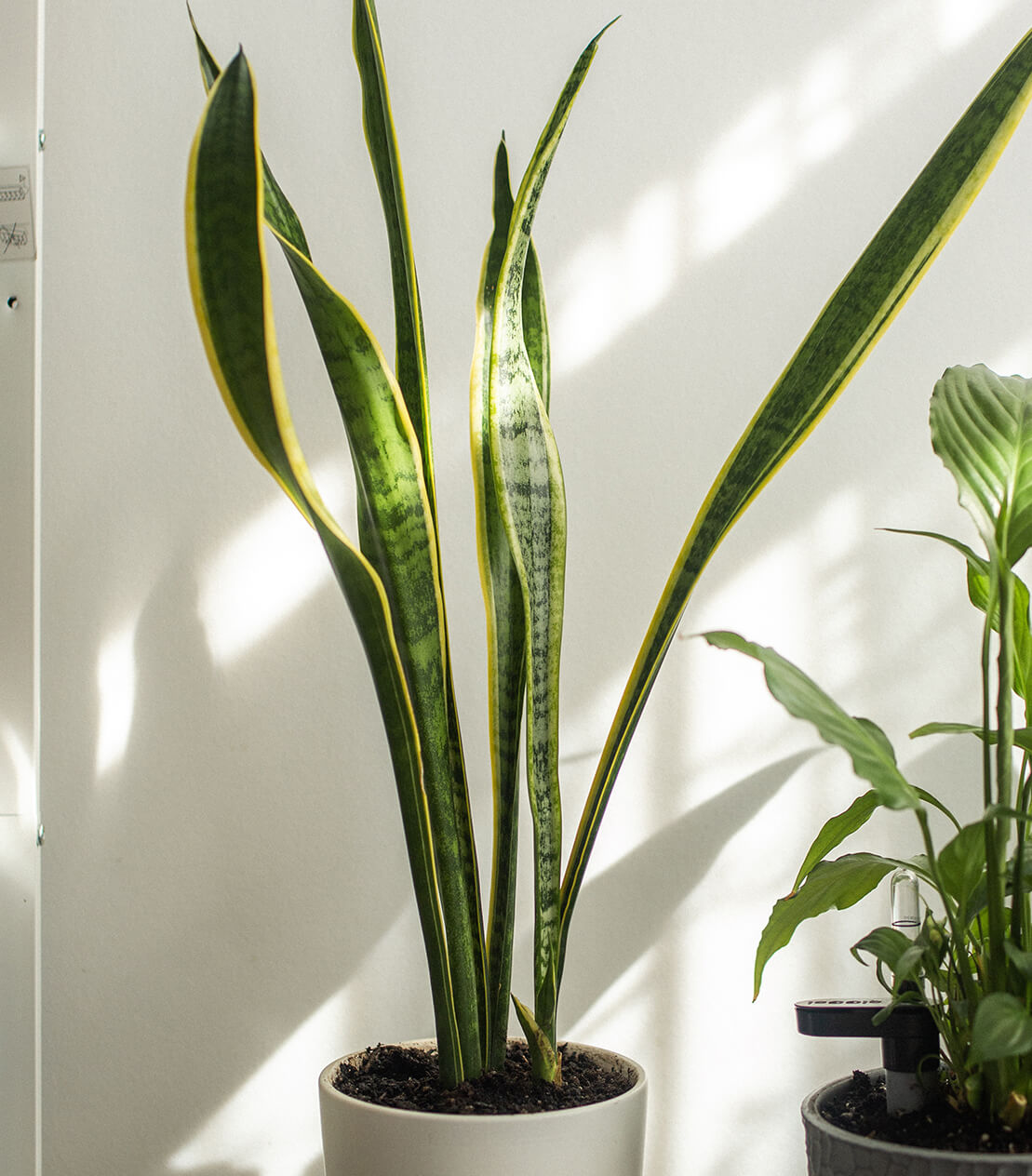 Snake Plant Care Guide - (Dracaena Trifasciata)  Plantquility Houseplants
