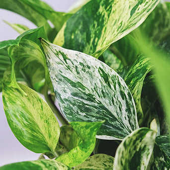 philodendron wilsonii Philodendron Williamsii variegated  Foliage Dreams
