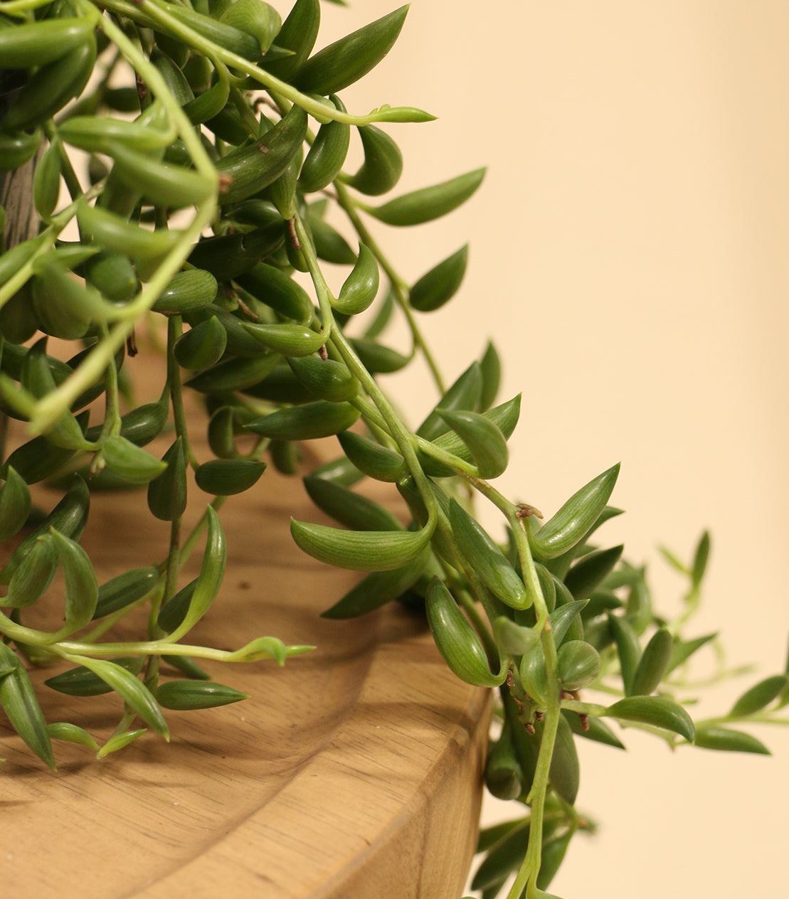 difference between fish hooks and string of bananas Fishhook Plant String of Bananas | Design