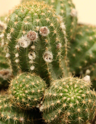 Close up of Rose Quartz Cactus