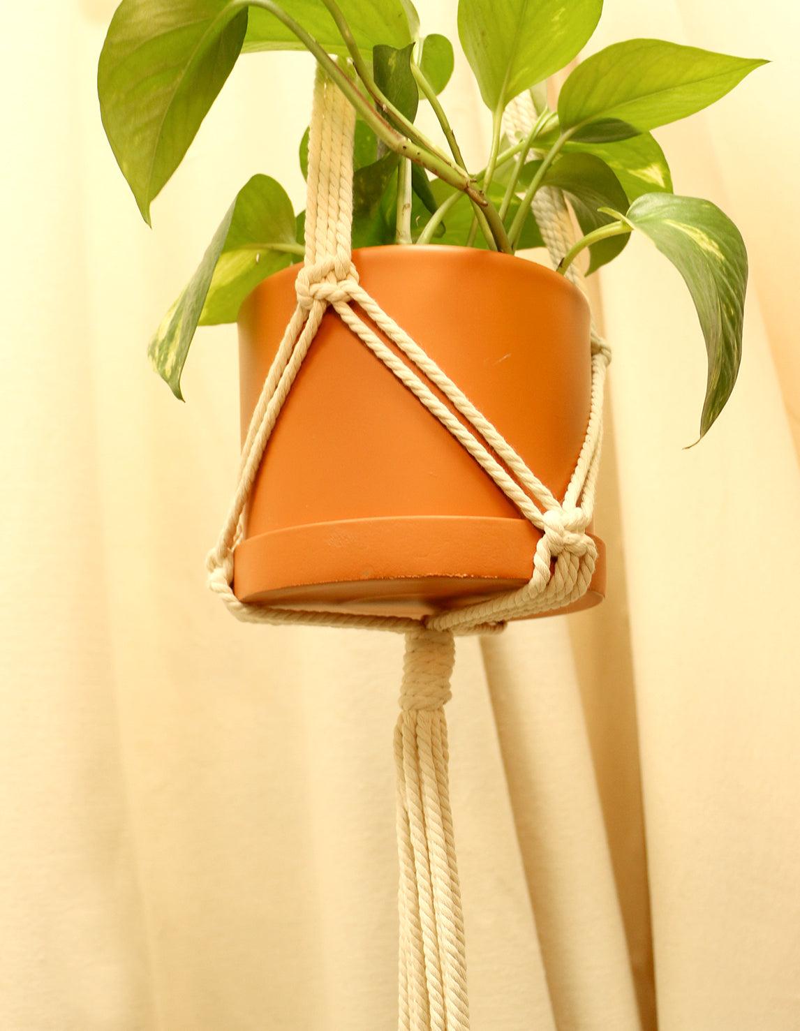 Plant Hanger - Plantquility Houseplants 