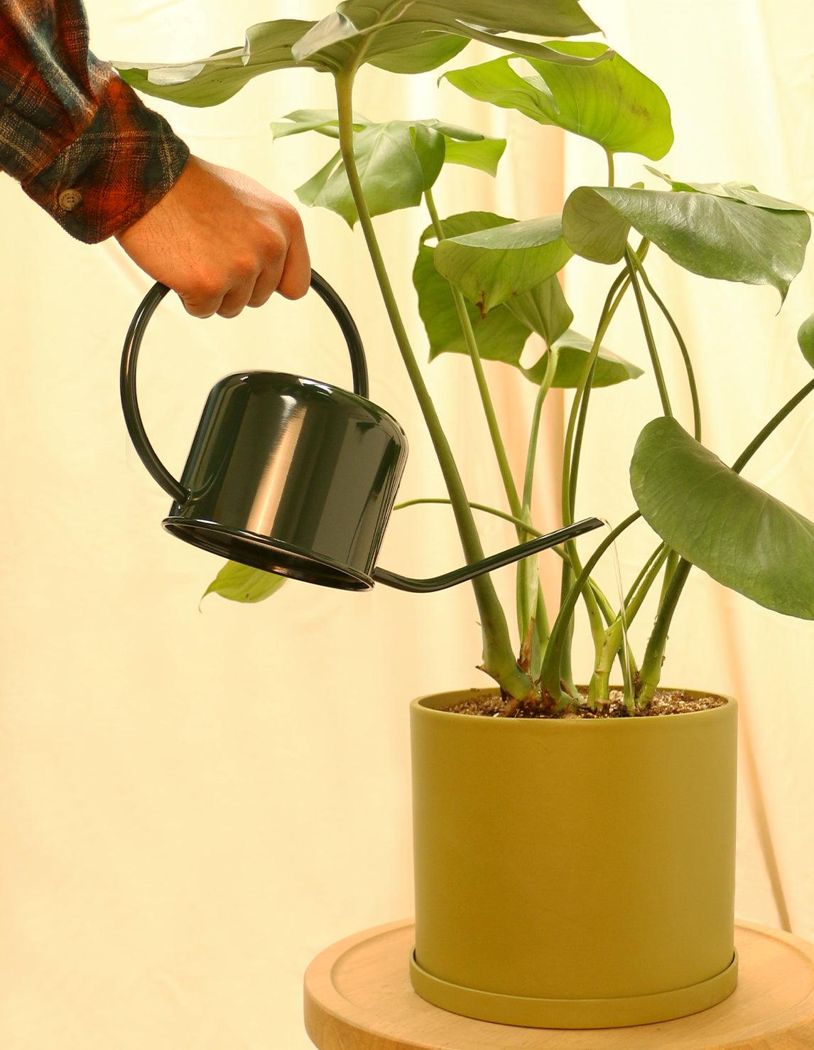 Watering Can - Plantquility Houseplants 