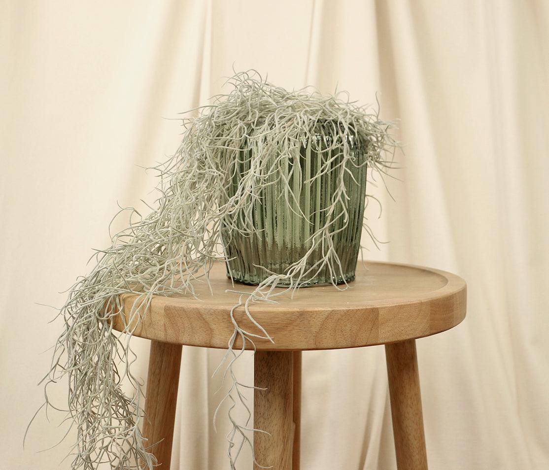 spanish moss for potted plants Spanish Moss
