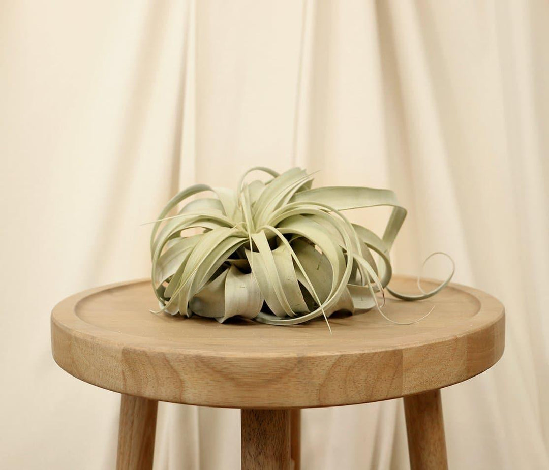 xerographica air plant holder Xerographica