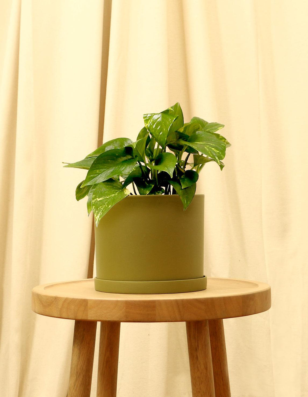 Golden Pothos Devil's Ivy Plant