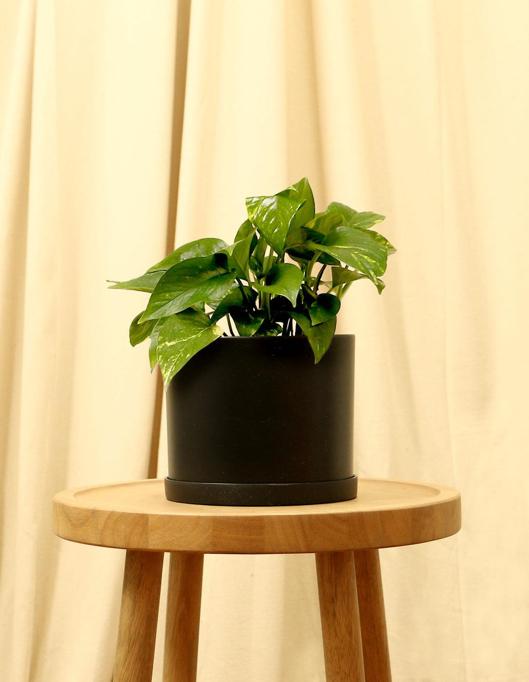 Golden Devils Ivy Plant