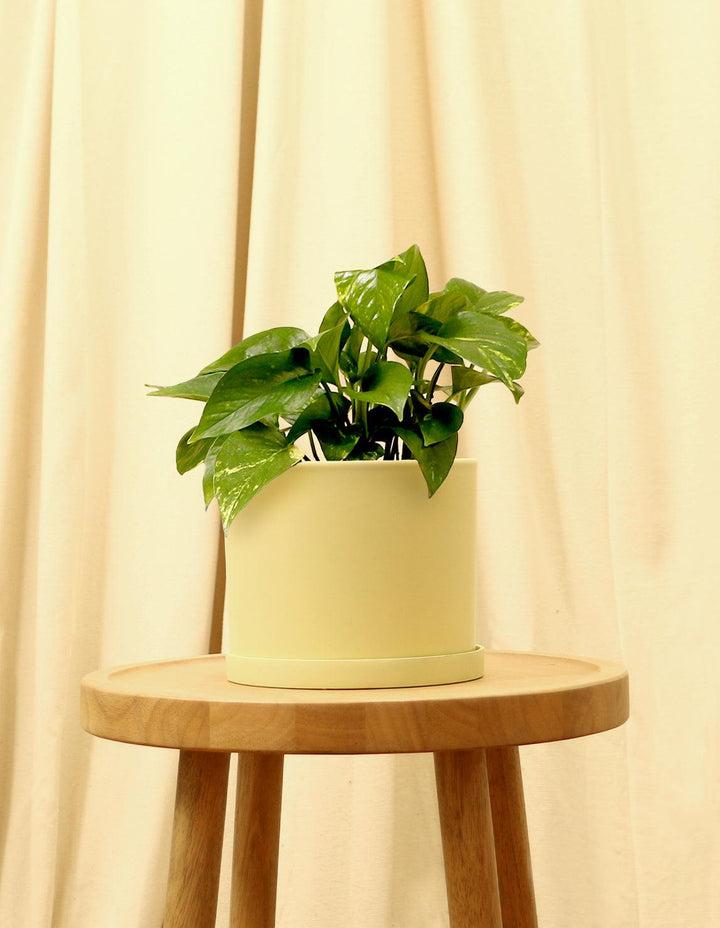 indoor devil's ivy golden pothos tall Golden Devils Ivy Plant