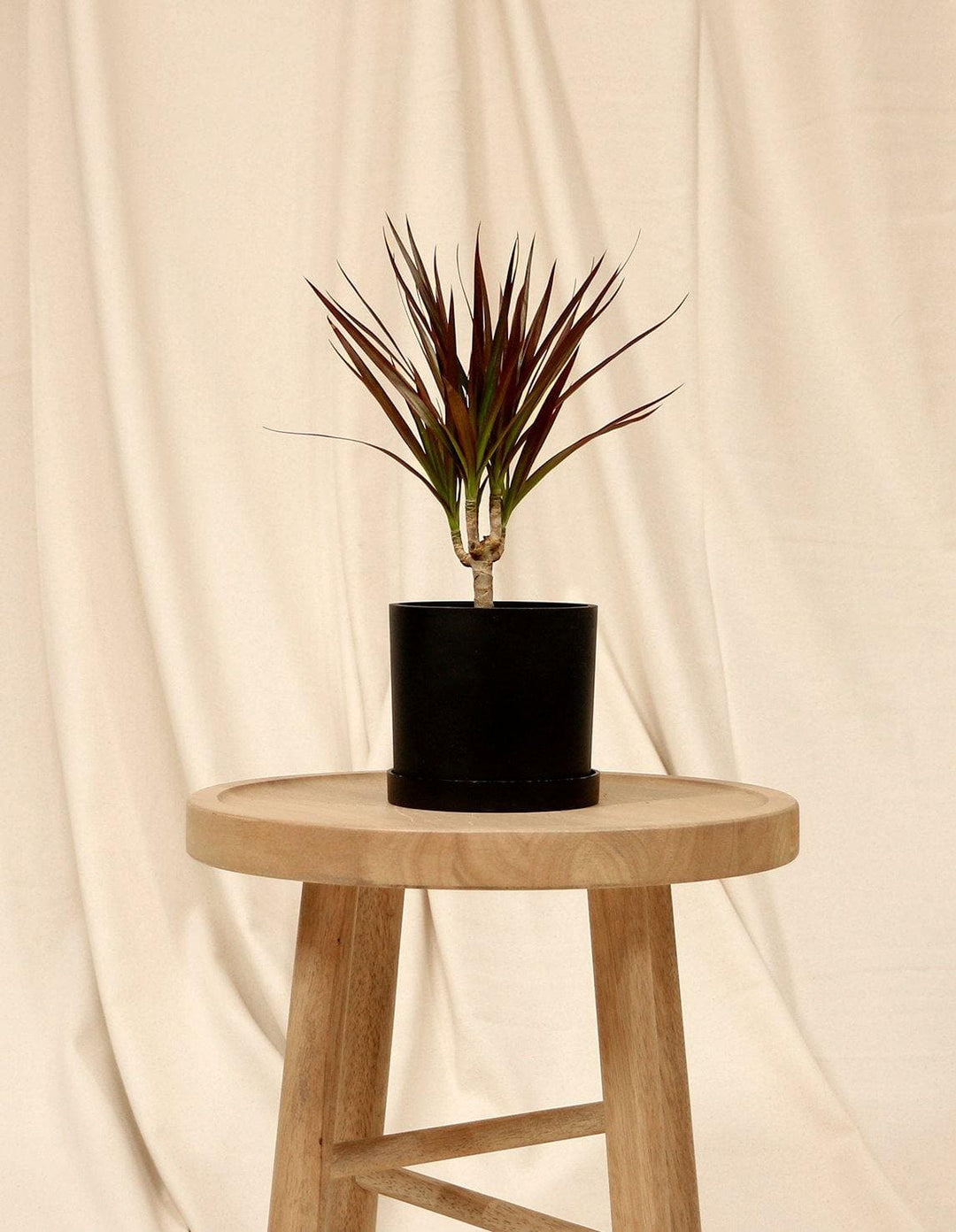 potted plant dragon age Madagascar Dragon Tree