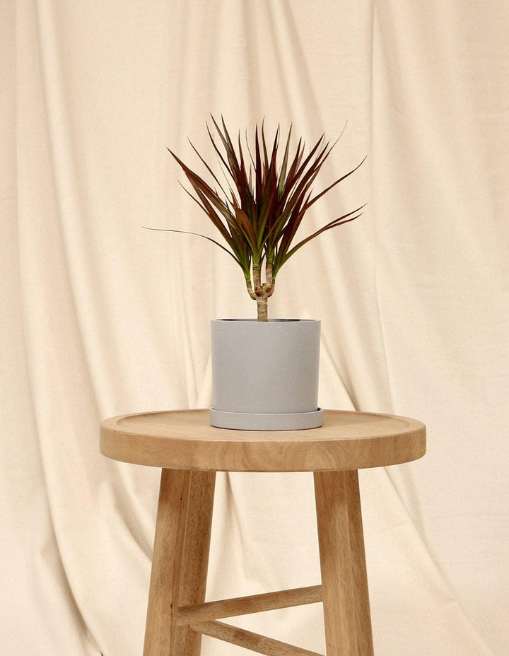 estragon indoor plant Madagascar Dragon Tree