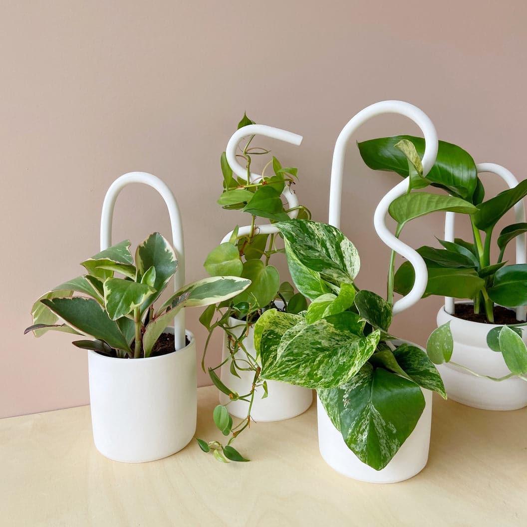 stake pothos Houseplant Support Stake