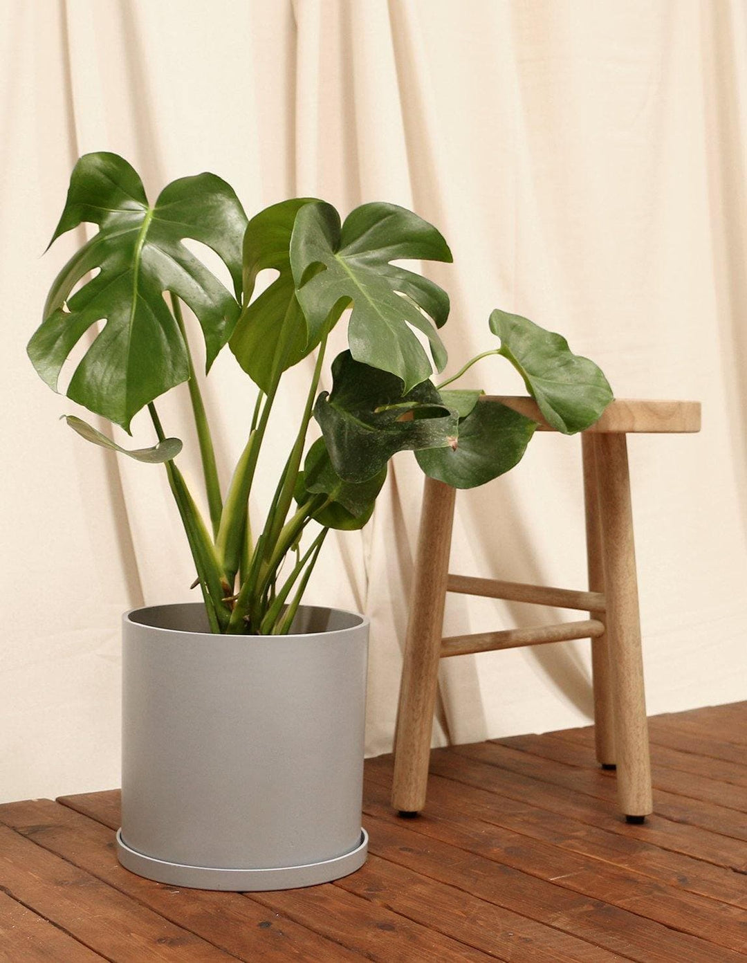 monstera fruit salad plant Fruit Salad Indoor Plant