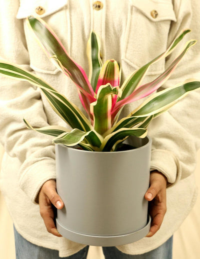 Neoregelia carolinae tricolor - Blushing Bromeliad - Plantquility Houseplants 